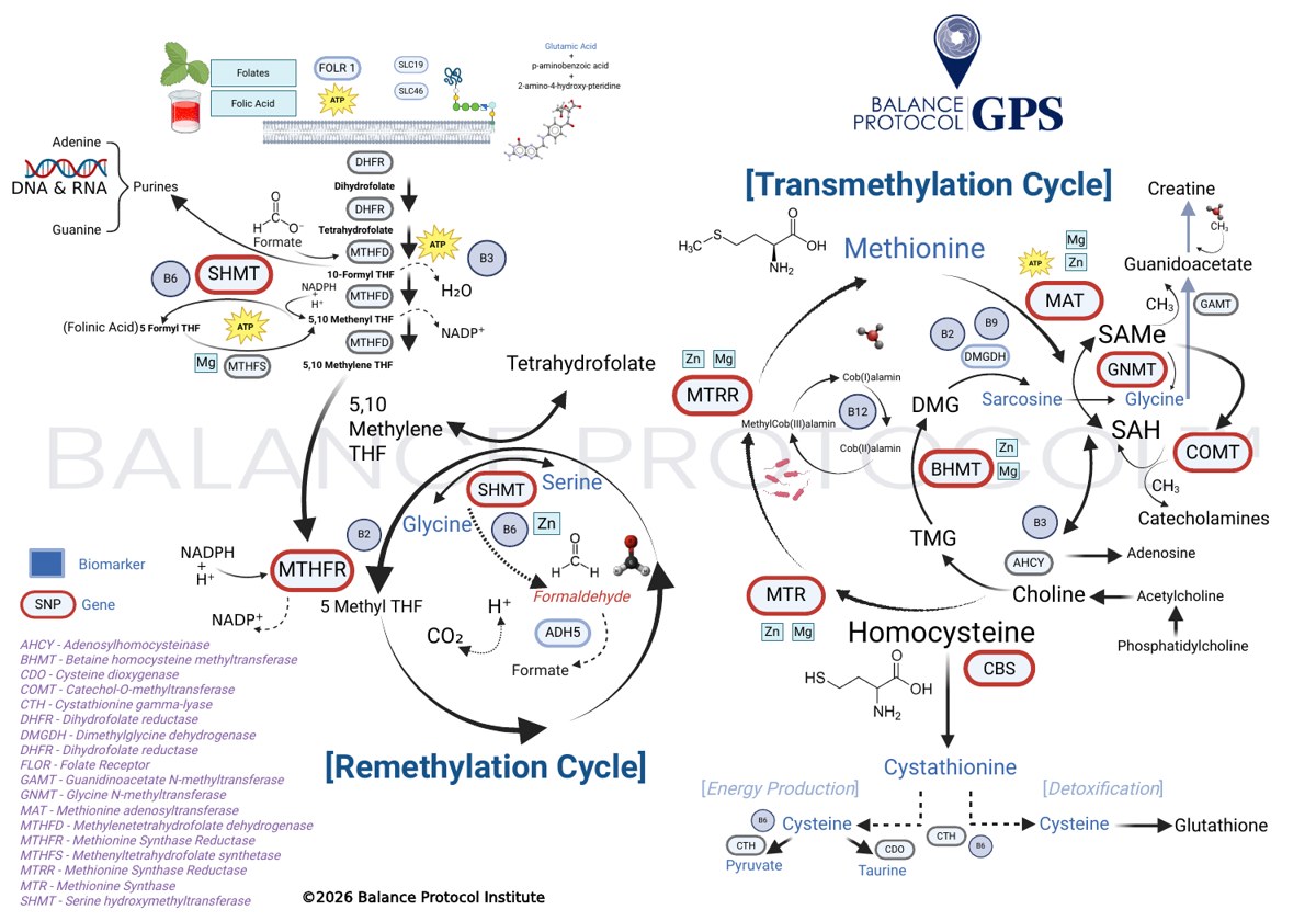 Methylation Program Folate Chart